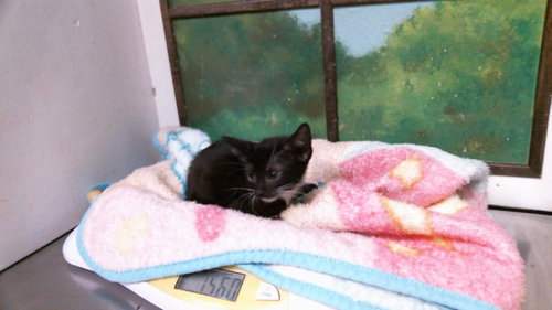 BUTTERFINGER, a cat for adoption from City of Houston, Bureau of Animal Regulation and Care