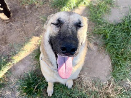 GWEN, a dog for adoption from City of Houston, Bureau of Animal Regulation and Care