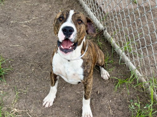 FRANKIE, a dog for adoption from City of Houston, Bureau of Animal Regulation and Care