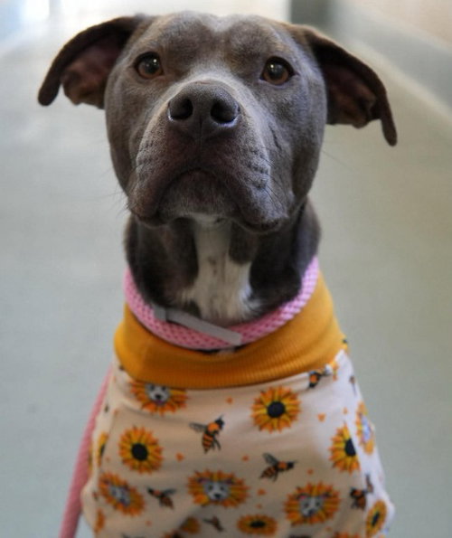 MILA, a dog for adoption from City of Houston, Bureau of Animal Regulation and Care