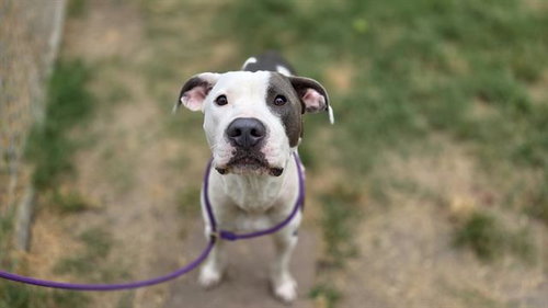DEBO, a dog for adoption from City of Houston, Bureau of Animal Regulation and Care