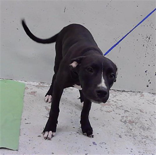 LADY, a dog for adoption from City of Houston, Bureau of Animal Regulation and Care