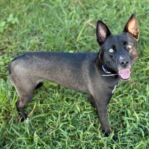 NOVA, a dog for adoption from City of Houston, Bureau of Animal Regulation and Care