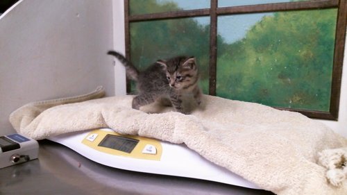 DAISY, a cat for adoption from City of Houston, Bureau of Animal Regulation and Care