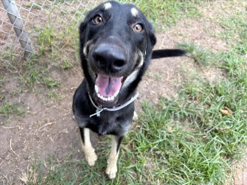 SASHA, a dog for adoption from City of Houston, Bureau of Animal Regulation and Care