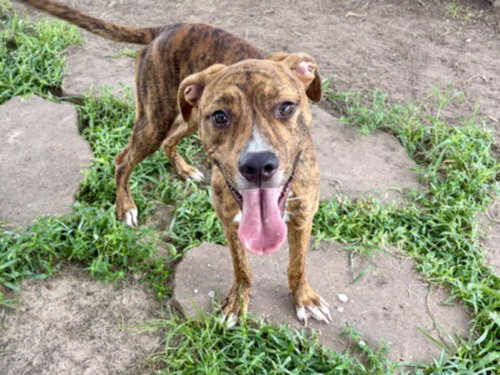 MIKEY, a dog for adoption from City of Houston, Bureau of Animal Regulation and Care