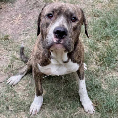 LUKE, a dog for adoption from City of Houston, Bureau of Animal Regulation and Care