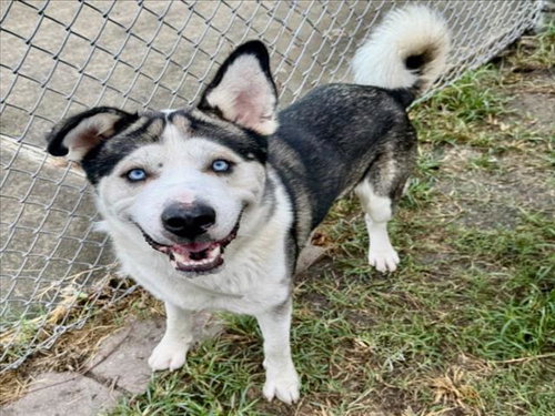 ARCTIC, a dog for adoption from City of Houston, Bureau of Animal Regulation and Care