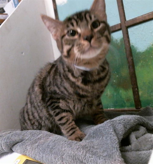 BOB, a cat for adoption from City of Houston, Bureau of Animal Regulation and Care
