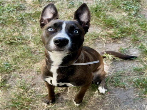JAM, a dog for adoption from City of Houston, Bureau of Animal Regulation and Care