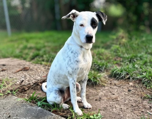 NIEVE, a dog for adoption from City of Houston, Bureau of Animal Regulation and Care