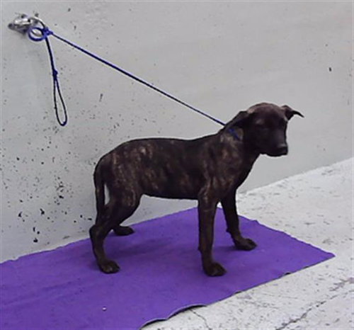 SOOKIE, a dog for adoption from City of Houston, Bureau of Animal Regulation and Care