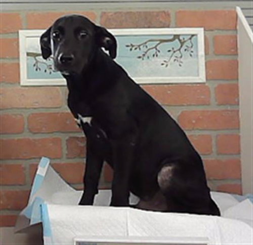 TARA, a dog for adoption from City of Houston, Bureau of Animal Regulation and Care