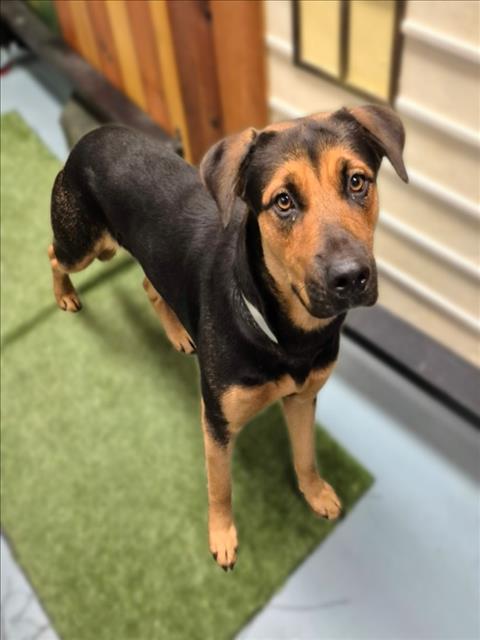 BRIDGET, a dog for adoption from City of Houston, Bureau of Animal Regulation and Care