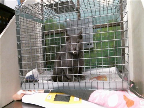 A2098245, a cat for adoption from City of Houston, Bureau of Animal Regulation and Care
