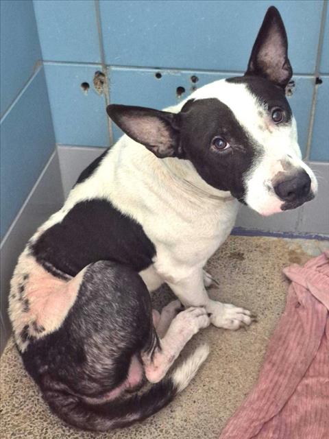 REX, a dog for adoption from City of Houston, Bureau of Animal Regulation and Care