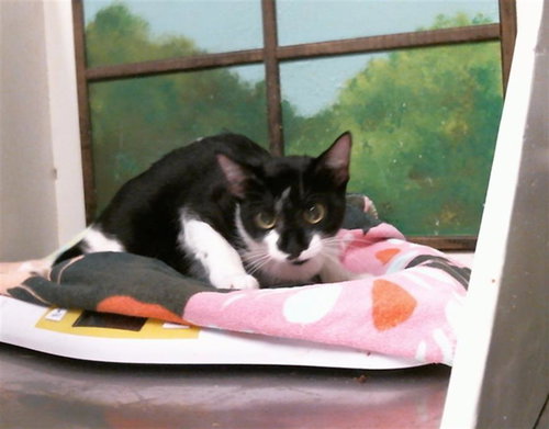 MIA, a cat for adoption from City of Houston, Bureau of Animal Regulation and Care