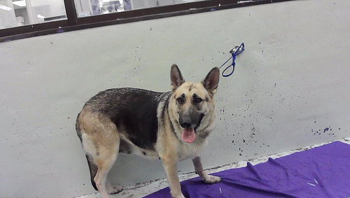 LADY, a dog for adoption from City of Houston, Bureau of Animal Regulation and Care
