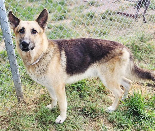 CODY, a dog for adoption from City of Houston, Bureau of Animal Regulation and Care