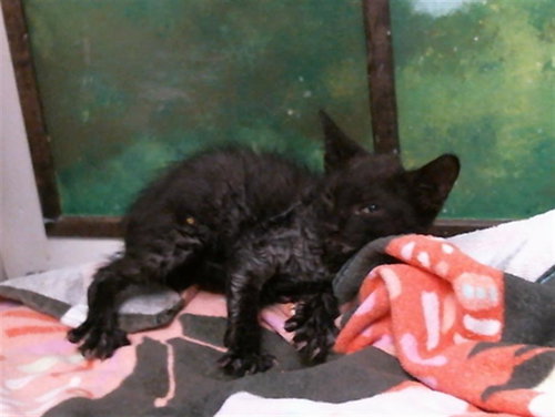 CLAUDE, a cat for adoption from City of Houston, Bureau of Animal Regulation and Care