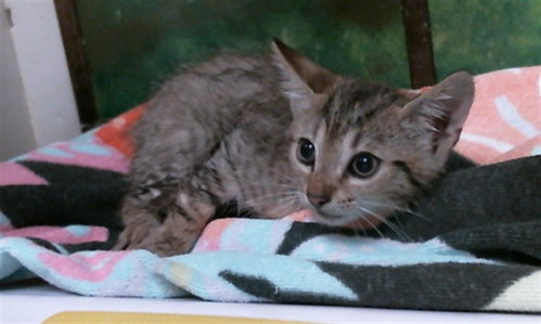 KANE, a cat for adoption from City of Houston, Bureau of Animal Regulation and Care
