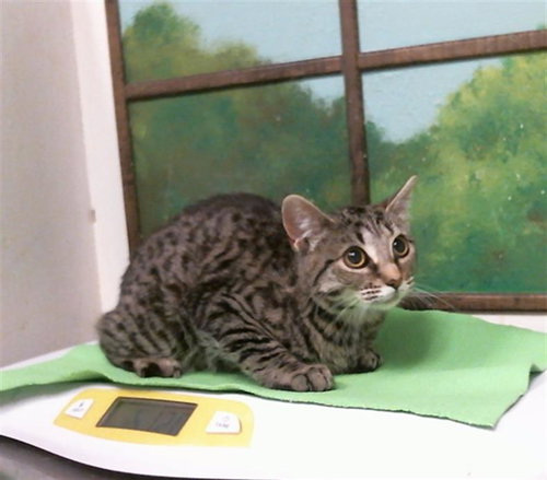 CHIKORITA, a cat for adoption from City of Houston, Bureau of Animal Regulation and Care