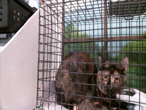 OSITA, a cat for adoption from City of Houston, Bureau of Animal Regulation and Care
