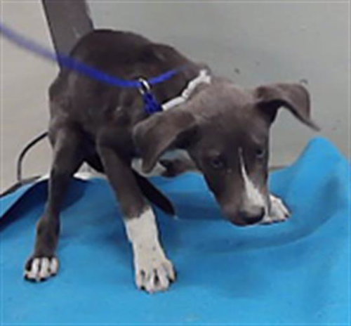 ELIO, a dog for adoption from City of Houston, Bureau of Animal Regulation and Care