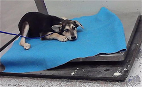 AELLA, a dog for adoption from City of Houston, Bureau of Animal Regulation and Care