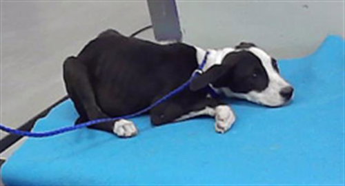 IRIS, a dog for adoption from City of Houston, Bureau of Animal Regulation and Care