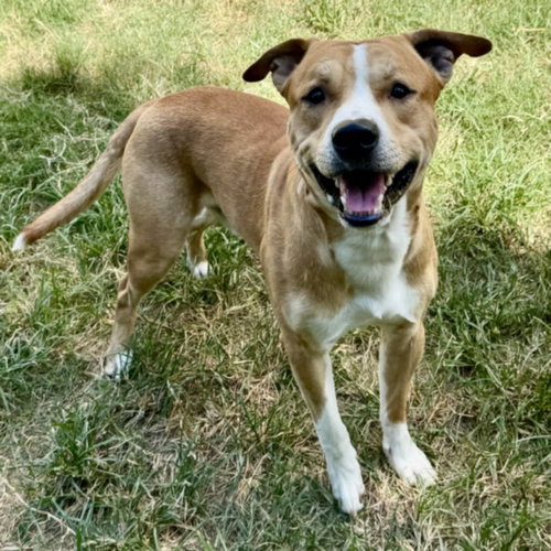 COURAGE, a dog for adoption from City of Houston, Bureau of Animal Regulation and Care