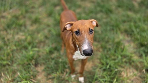 SAMSON, a dog for adoption from City of Houston, Bureau of Animal Regulation and Care