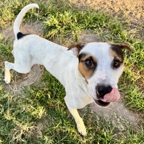 JARVIS, a dog for adoption from City of Houston, Bureau of Animal Regulation and Care