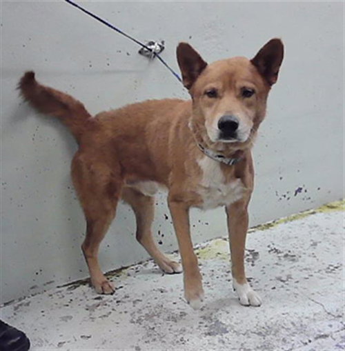 ROVER, a dog for adoption from City of Houston, Bureau of Animal Regulation and Care