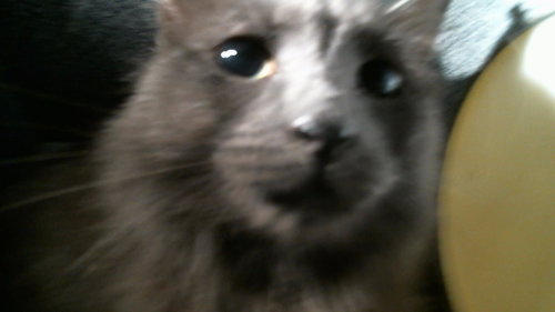 A2098566, a cat for adoption from City of Houston, Bureau of Animal Regulation and Care