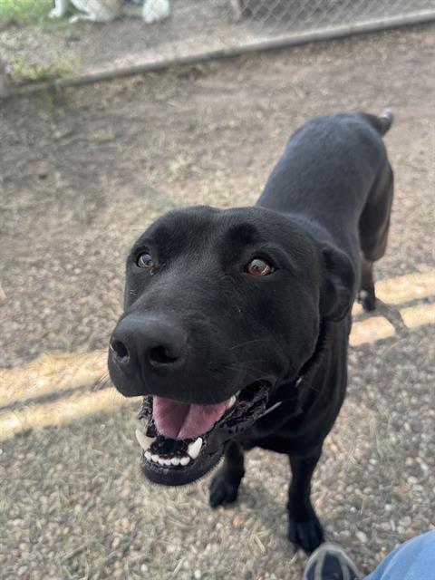 ONYX, a dog for adoption from City of Houston, Bureau of Animal Regulation and Care