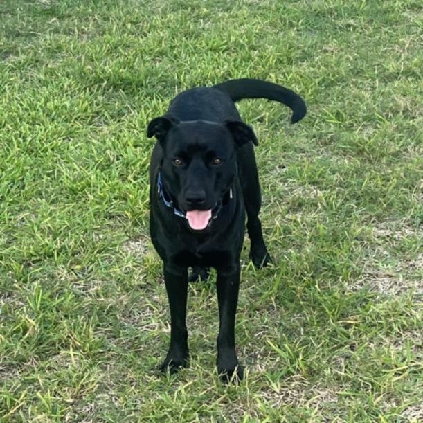ONYX