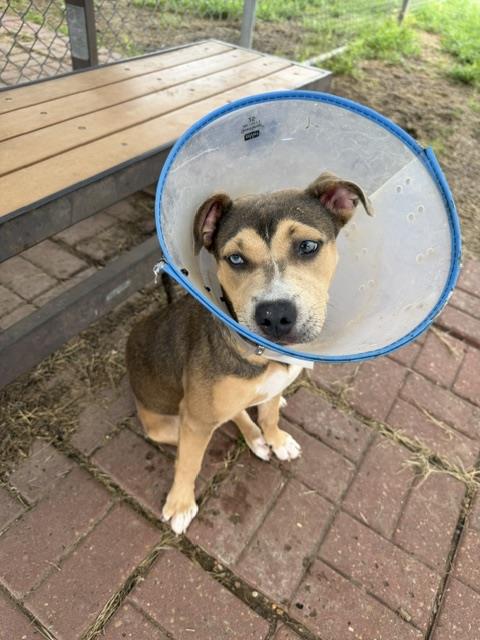 VELVET, a dog for adoption from City of Houston, Bureau of Animal Regulation and Care