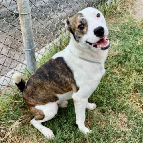 WOODY, a dog for adoption from City of Houston, Bureau of Animal Regulation and Care