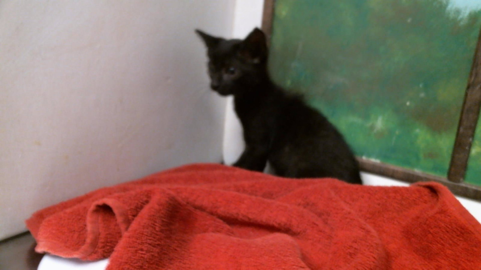 TABITHA