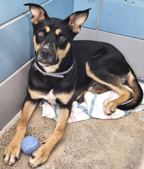 DUKE, a dog for adoption from City of Houston, Bureau of Animal Regulation and Care