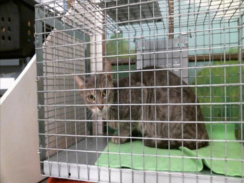 ARIANA, a cat for adoption from City of Houston, Bureau of Animal Regulation and Care