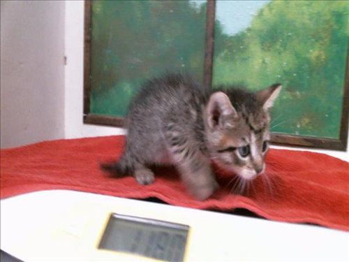 HAZEL, a cat for adoption from City of Houston, Bureau of Animal Regulation and Care