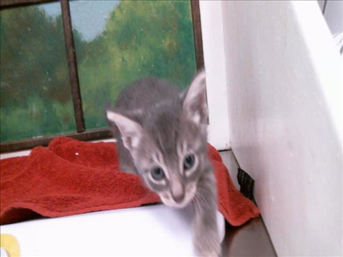 COPPER, a cat for adoption from City of Houston, Bureau of Animal Regulation and Care