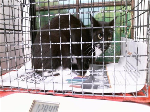 A2099012, a cat for adoption from City of Houston, Bureau of Animal Regulation and Care