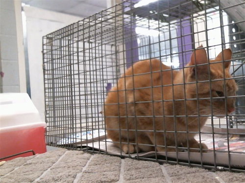 STUART, a cat for adoption from City of Houston, Bureau of Animal Regulation and Care