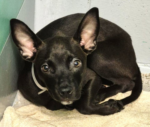 JINA, a dog for adoption from City of Houston, Bureau of Animal Regulation and Care