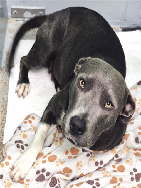 MONTANA, a dog for adoption from City of Houston, Bureau of Animal Regulation and Care