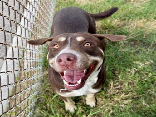 LEO, a dog for adoption from City of Houston, Bureau of Animal Regulation and Care