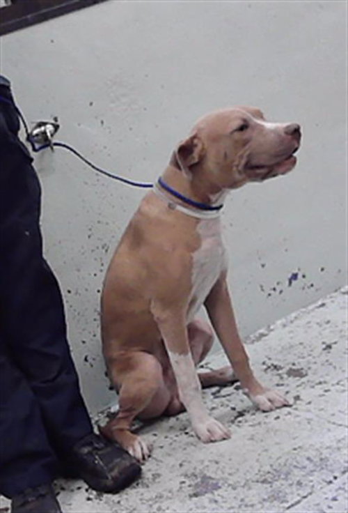 DONNIE, a dog for adoption from City of Houston, Bureau of Animal Regulation and Care